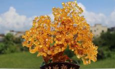 什么叫招财树（招财树有几种）