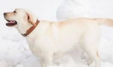 94年属狗单身女2023感情运势（94属狗女2023）