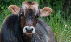 属牛男与属兔女相配吗（属兔跟属牛的相配吗）