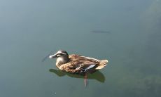 男人梦见捞到鱼是什么意思（梦见自己老公捞鱼好不好）