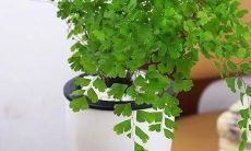 办公室一般放什么植物风水好（办公室绿植摆放风水忌讳）