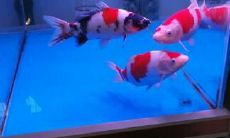 属猴的人养什么鱼旺财（属猴家里养鱼养几条最好）