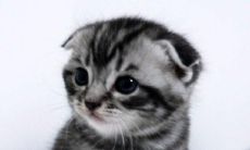 白羊座男生会故意不理你（突然不理白羊座他会怎么样）