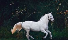 下周生肖运势提前知（十二属相财运与运气）