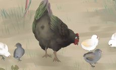 属鸡男人的性格和优缺点（怎样让属鸡男爱你到骨子里）