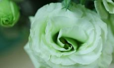 八字大运是怎样看（八字排盘算命）