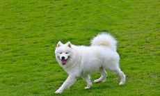 貔貅二次开光用不用泡三天（一对貔貅可以泡在一个碗里开光吗）