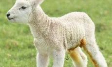 1979羊年出生的人2023年运程（五行三十种命）