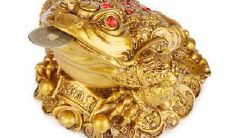 没开光的金蟾有招财作用吗（金蟾不开光可以摆放吗）