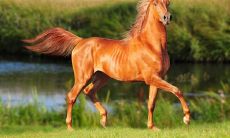 1990年属马31（1990年1月31日属马还是属蛇）