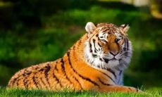 属虎的有什么性格（属虎的人有什么特征）