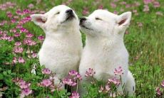 老公属鸡老婆属狗这种婚配好不好看（女方属狗男方属鸡能配婚姻吗）