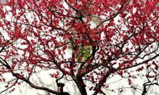 院子里种什么植物风水好又旺财南方（镇宅招财旺人的植物）