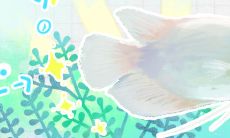 招财鱼身上充血怎么回事（招财鱼身上有血丝鳍部充血）