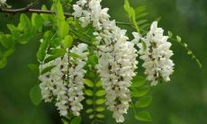 镇宅辟邪的盆栽有哪些（十种旺财又旺宅的植物）