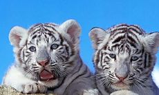 2023属虎男孩名字最佳用字带书（属虎的取名最佳用哪些字）