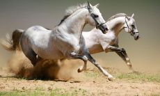 1978是什么生肖年（1970年属相）