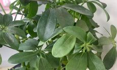 客厅养鸭掌木风水好吗（鸭掌木放哪里招财）