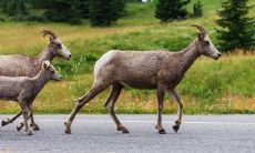 属羊取名字带什么偏旁好（属羊名字宜忌用字）