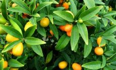 家里种什么植物风水好又旺财（客厅养什么植物风水好）