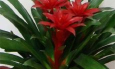 庭院绿植风水（最旺宅的植物风水）