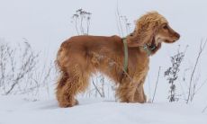 甲戌年属狗人适合住几楼（82年属狗人有儿子吗）