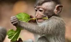 属猴生于六月的人遇虎年的财运如何（6月份属虎的命运如何）