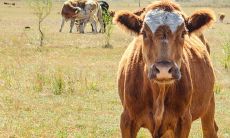 属牛的人今年财运如何（1985年属牛2023年运势运程）