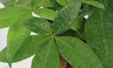 招财树插枝方法（招财树怎么修剪最好看）