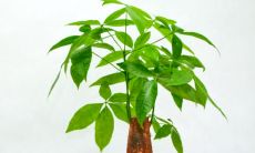 家里养什么花好旺财风水（家里要种什么花旺财）