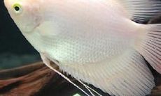 哪种鱼是招财鱼（招财鱼有什么品种）