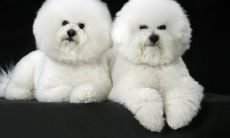 属鸡的人的今天的运气（今天属兔人财运如何）