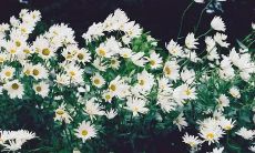 十二星座的财运指数（美国神婆星座运势）