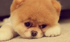 狗的天敌是什么生肖（属狗一生的贵人和克星）