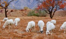 79年属羊的人住几楼好（1979年属羊43岁后会大富大贵）