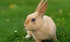 72年属兔多少岁（75年属兔44岁有一灾）