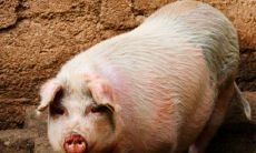 属猪的能活多少岁（71年属猪能活几十岁）