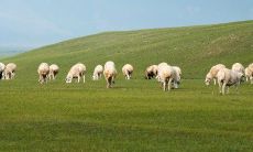 1967年属羊寿命多长（属羊的今年多少岁1967年出生）