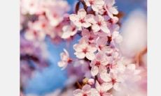 桃花运口哨版（92年属猴起什么名字好）