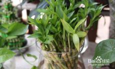 家中放什么能招财进宝（招财进宝的东西有哪些）