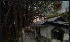 什么花是旺姻缘的（旺姻缘的植物）