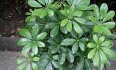 鸭脚木鹅掌柴招财树是同一种植物吗（鸭掌木的风水）