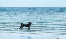 94年属狗健康运势（1994年属狗人每月运程）