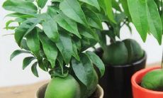 什么树镇宅旺财（庭院镇宅旺财的树）