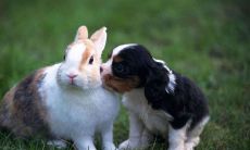 属兔人都是哪些年出生的（属兔的几月出生最不好）