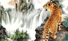 属虎今年的运势咋样（狗和猪属相相冲吗）