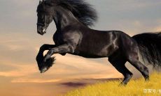 婚配属相宜忌表（99年属兔的属相婚配表）