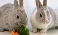 属兔颜色最旺财（属兔的什么颜色最吉利）