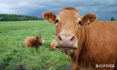 属牛遇虎年运势如何（属牛一生的最大的贵人）