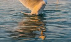 牛和鼠相克不（属鼠和属牛五行相克）